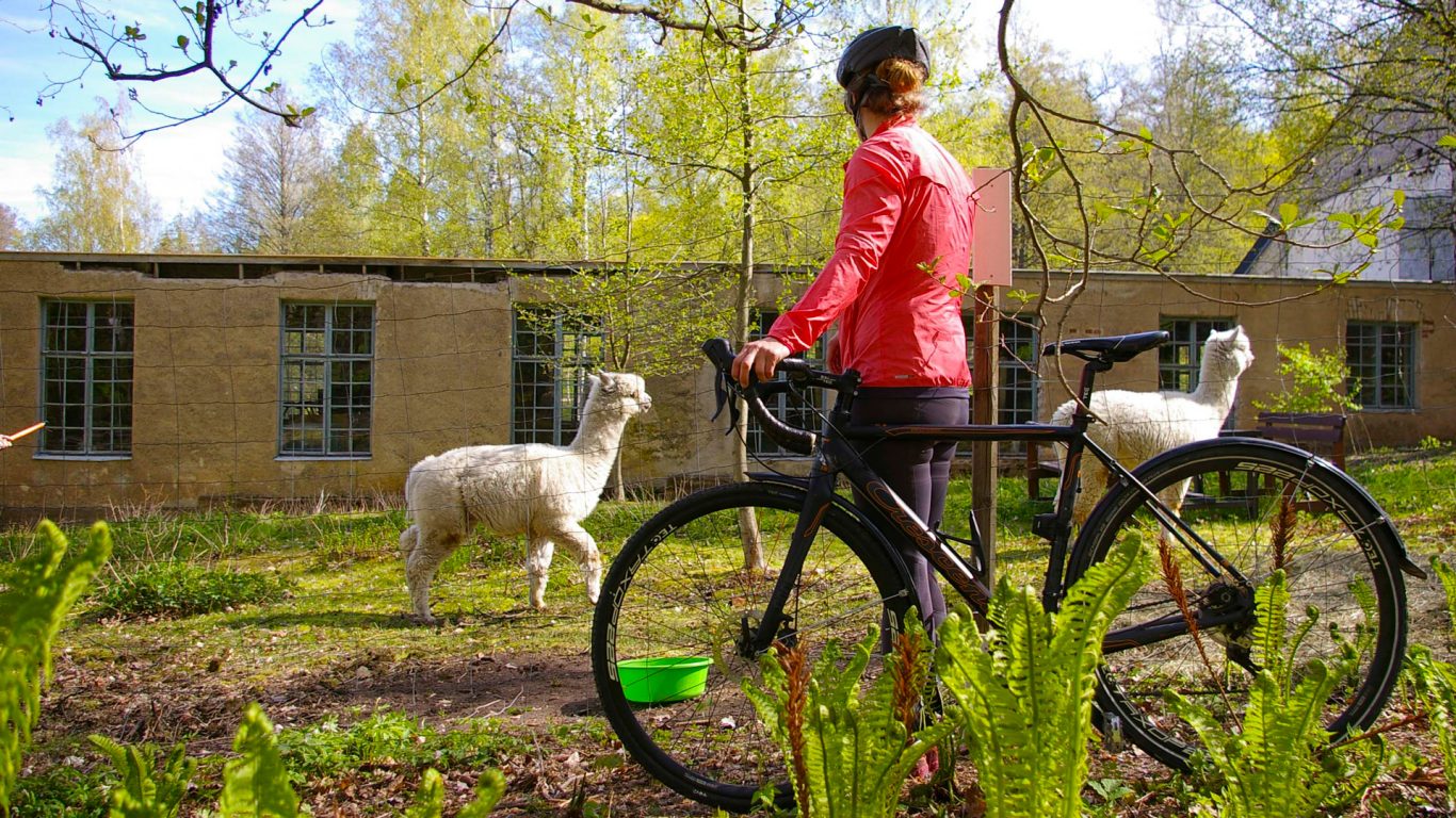 Woman with bicycle wathing alpacas