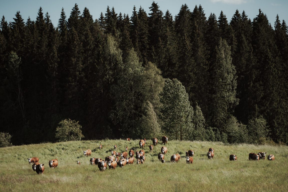 Our hereford cattle grazes almost half of the year. 