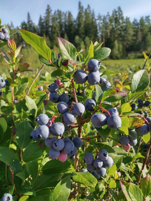 Pensasmustikkaviljelmä