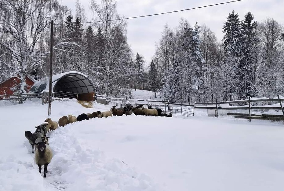 Talvikuva lampaista marssijonossa