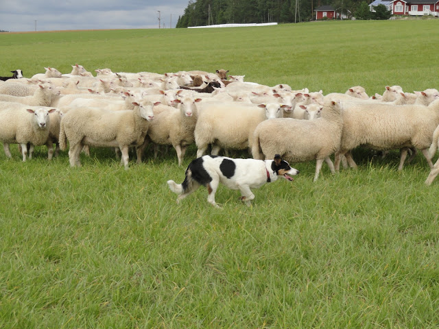 Lammaskoira kokoaa lampaat yhteen laitumella