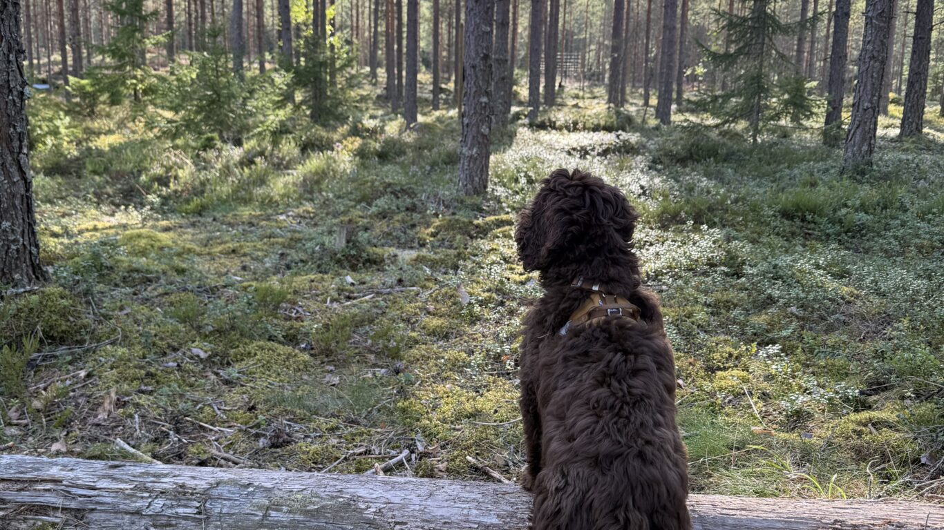 Rymy on luonnollinen ja siisti koirametsä.